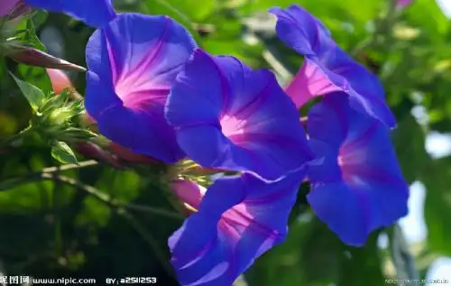 口语交际《我喜欢的花》