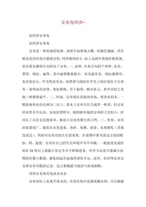 安布龟饲养--如何养安布龟