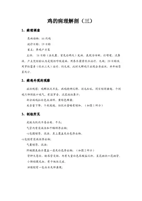 鸡的病理解剖（三）