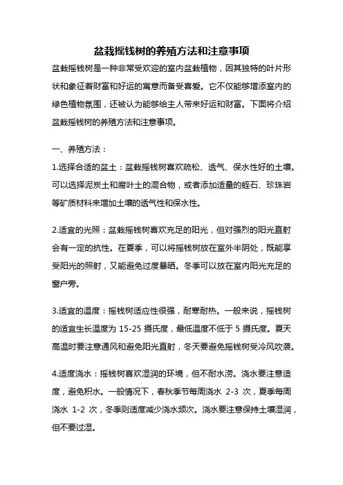 盆栽摇钱树的养殖方法和注意事项