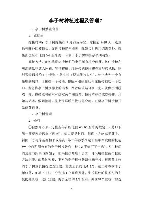 李子树种植过程及管理？