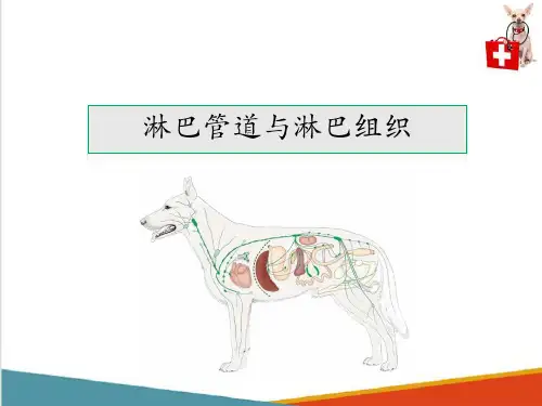动物淋巴系统—淋巴器官(动物解剖生理课件)