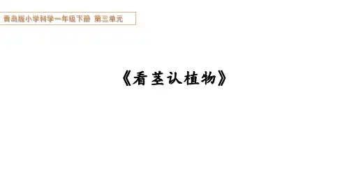 青岛版科学一下第三单元第11课《看茎认植物》教学设计