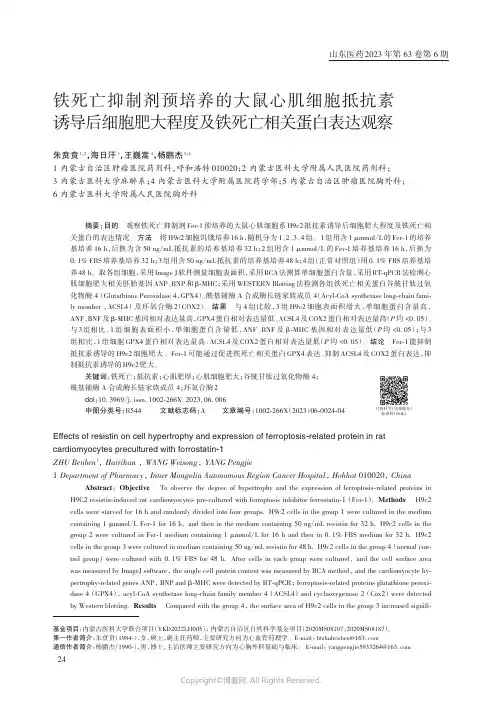 铁死亡抑制剂预培养的大鼠心肌细胞抵抗素诱导后细胞肥大程度及铁死亡相关蛋白表达观察