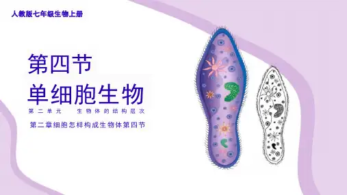2.2.4单细胞生物课件2023--2024学年人教版生物七年级上册