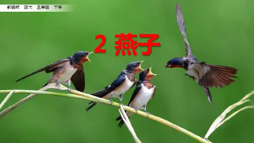 《燕子》PPT课文课件