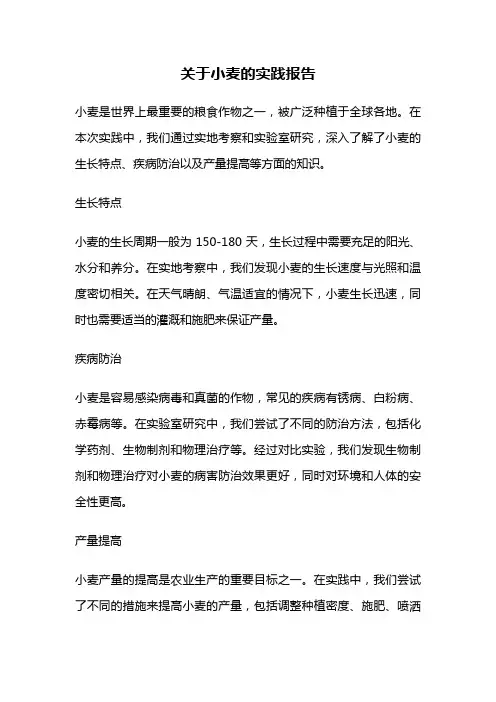 关于小麦的实践报告