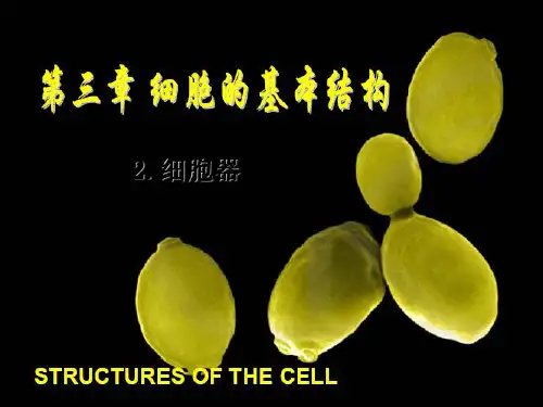 细胞器—第一课时 20张精品公开PPT课件