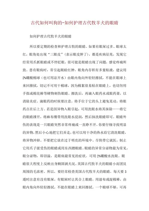 古代如何叫狗的-如何护理古代牧羊犬的眼睛