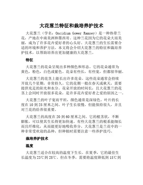 大花葱兰特征和栽培养护技术