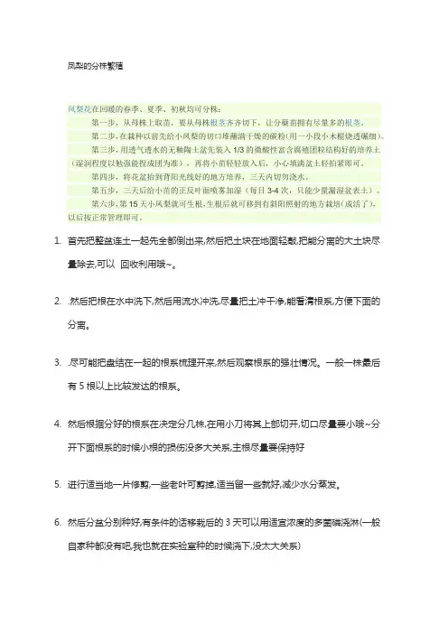 凤梨分株繁殖