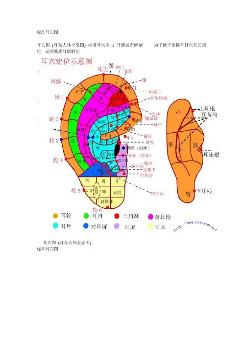 标准耳穴