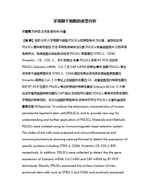 牙周膜干细胞的表型分析