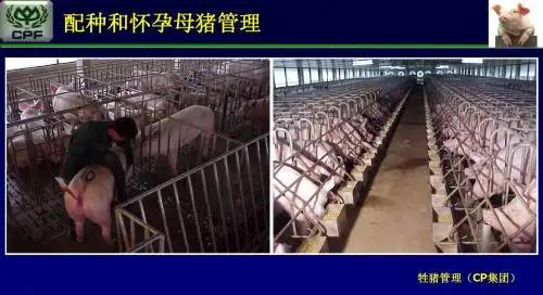 交配和怀孕母猪管理 MATTING(VIRUT)
