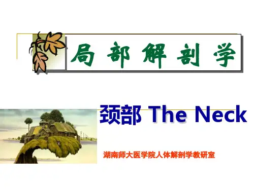 局部解剖学-颈部