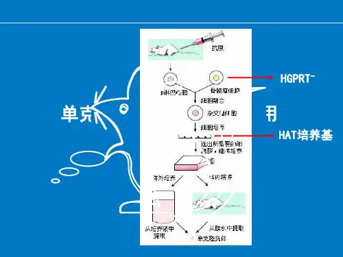 单克隆抗体在人体内应用