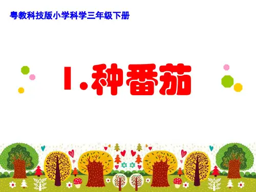 粤教版小学科学三年级下册1种番茄