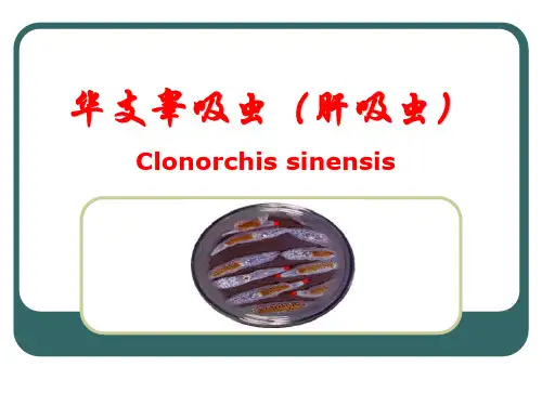 [寄生虫学]华支睾吸虫