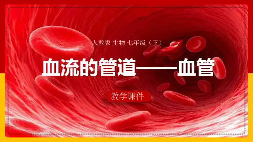 初中生物人教版七年级下册《第四章第二节血流的管道-血管》课件