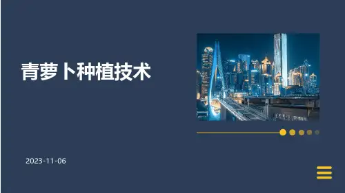 青萝卜种植技术