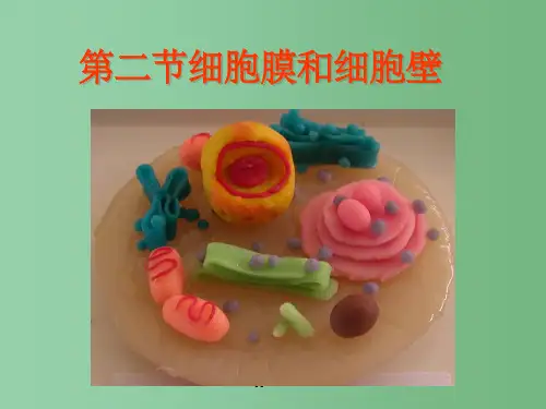 高中生物 第二章第二节细胞膜与细胞壁 浙教版必修1
