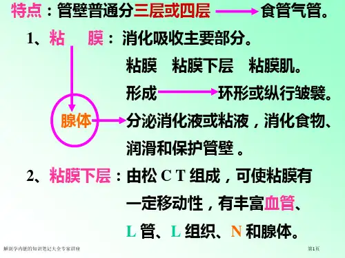 解剖学内脏的知识笔记大全专家讲座