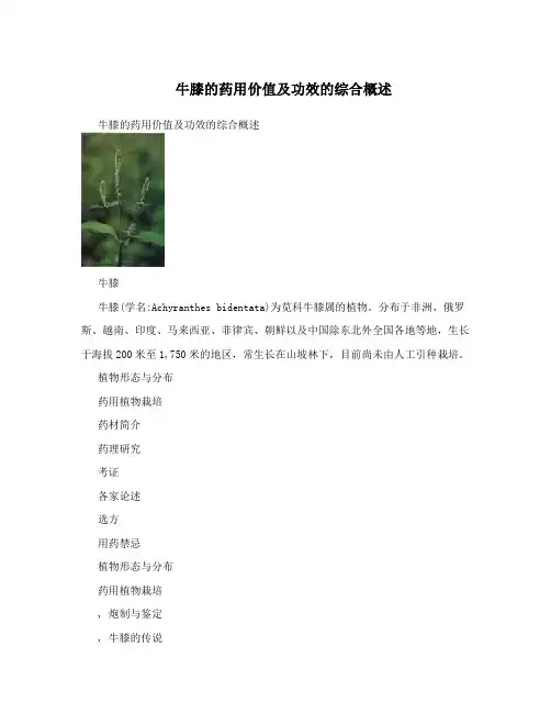 牛膝的药用价值及功效的综合概述