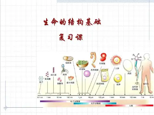 沪科版生物高一第一册第三章生命的结构基础 课件  