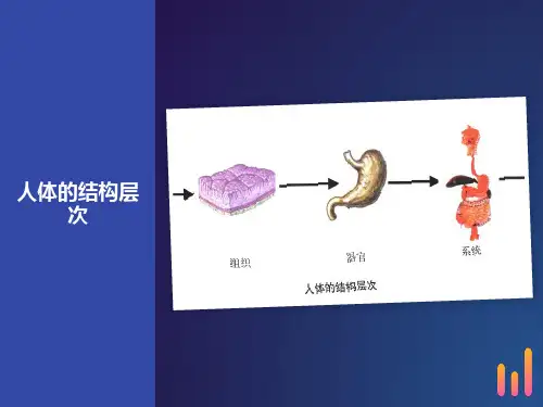 人体八大系统-运动系统