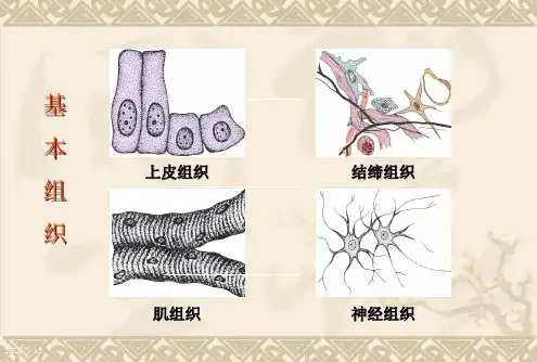 上皮组织