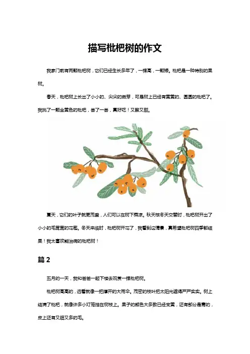 琵琶树写作文