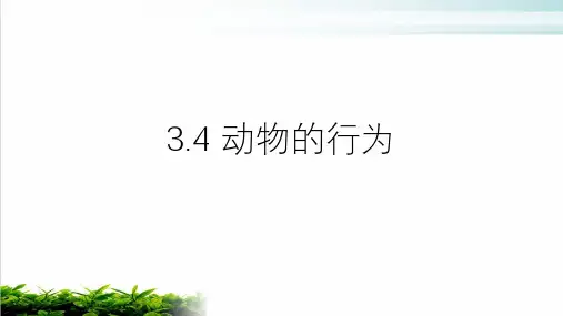 浙教版科学八年级上册动物的行为PPT完整版