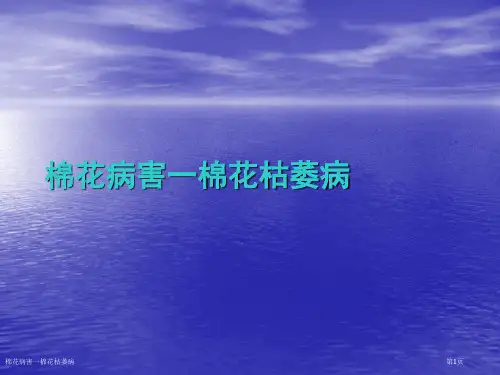 棉花病害一棉花枯萎病