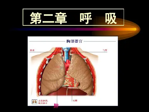 王步标版运动生理学第二章呼吸与运动资料