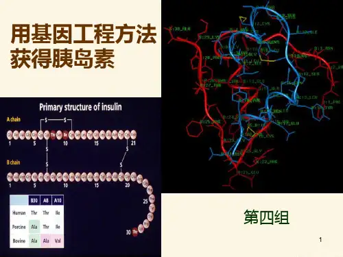 基因工程制胰岛素