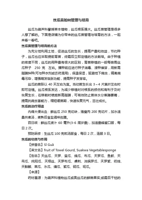 丝瓜苗如何管理与培育