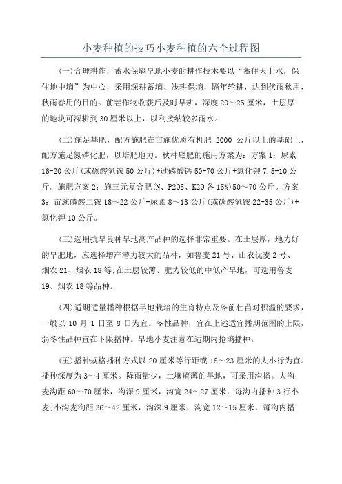 小麦种植的技巧小麦种植的六个过程图