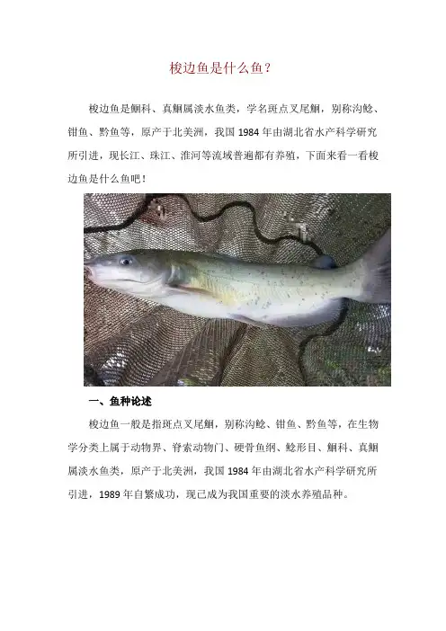 梭边鱼是什么鱼？