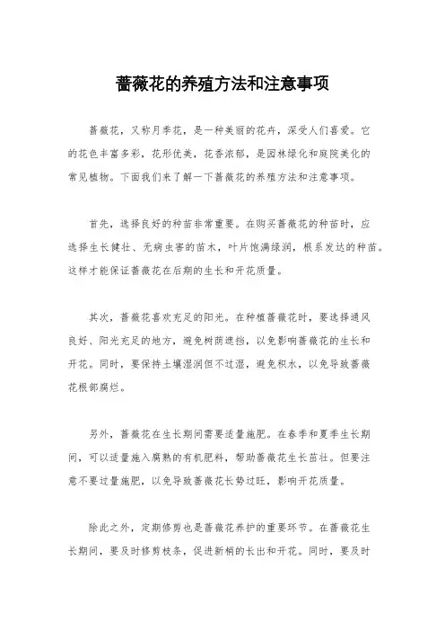 蔷薇花的养殖方法和注意事项