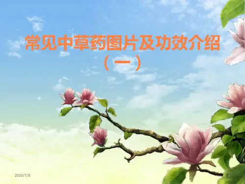 常见中草药图片及功效介绍ppt课件