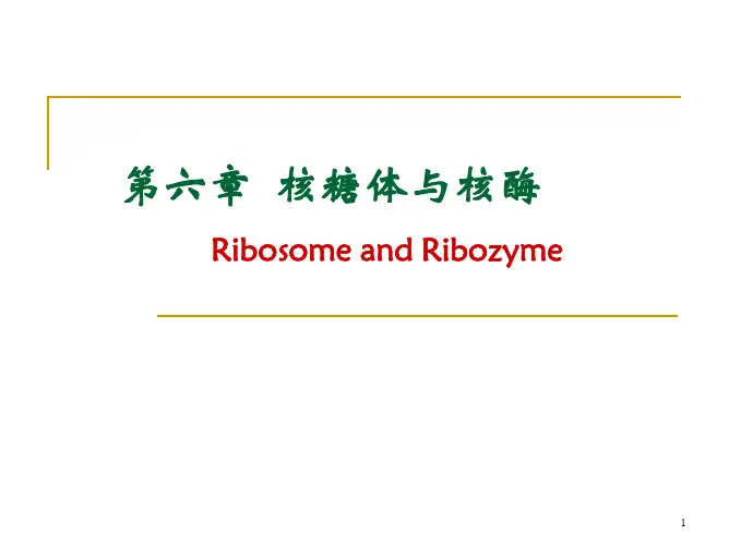 第6章  核糖体与核酶