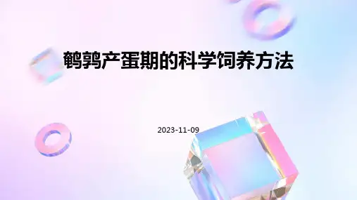 鹌鹑产蛋期的科学饲养方法