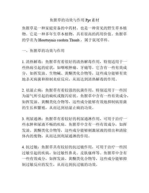 鱼腥草的功效与作用Ppt素材