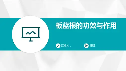 板蓝根的功效与作用