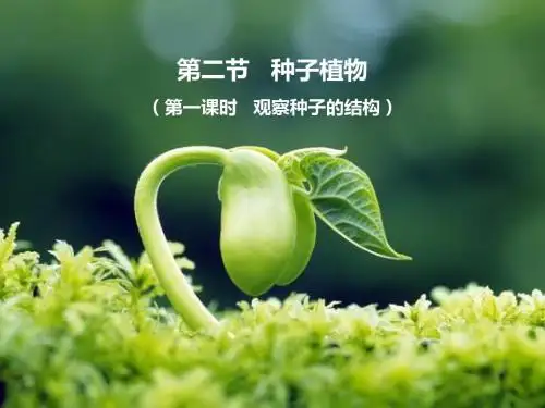 《种子植物》第一课时名师精品课件