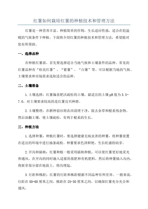 红薯如何栽培红薯的种植技术和管理方法