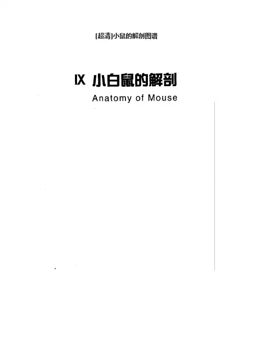[超清]小鼠的解剖图谱