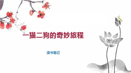 一猫二狗的奇妙旅程