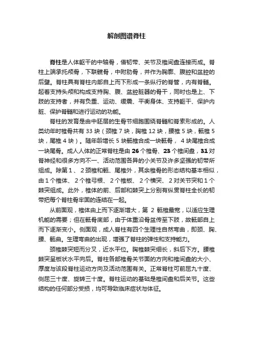 解剖图谱脊柱