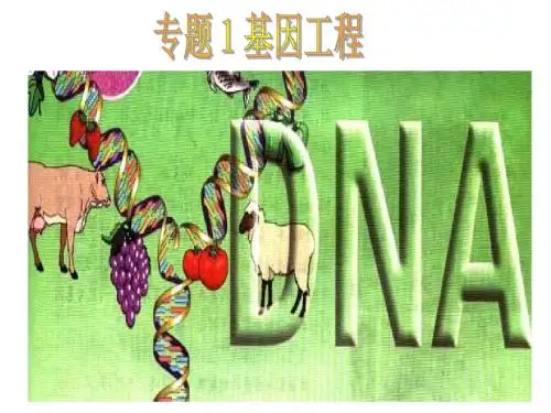 专题1基因工程-PPT精选文档